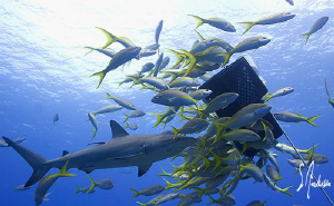 "Ring'n the dinner bell" This image was taken at Ginormou... by Steven Anderson 